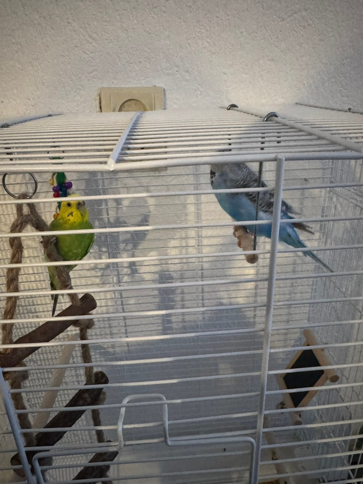 Parkieten, Meerdere dieren, Parkiet