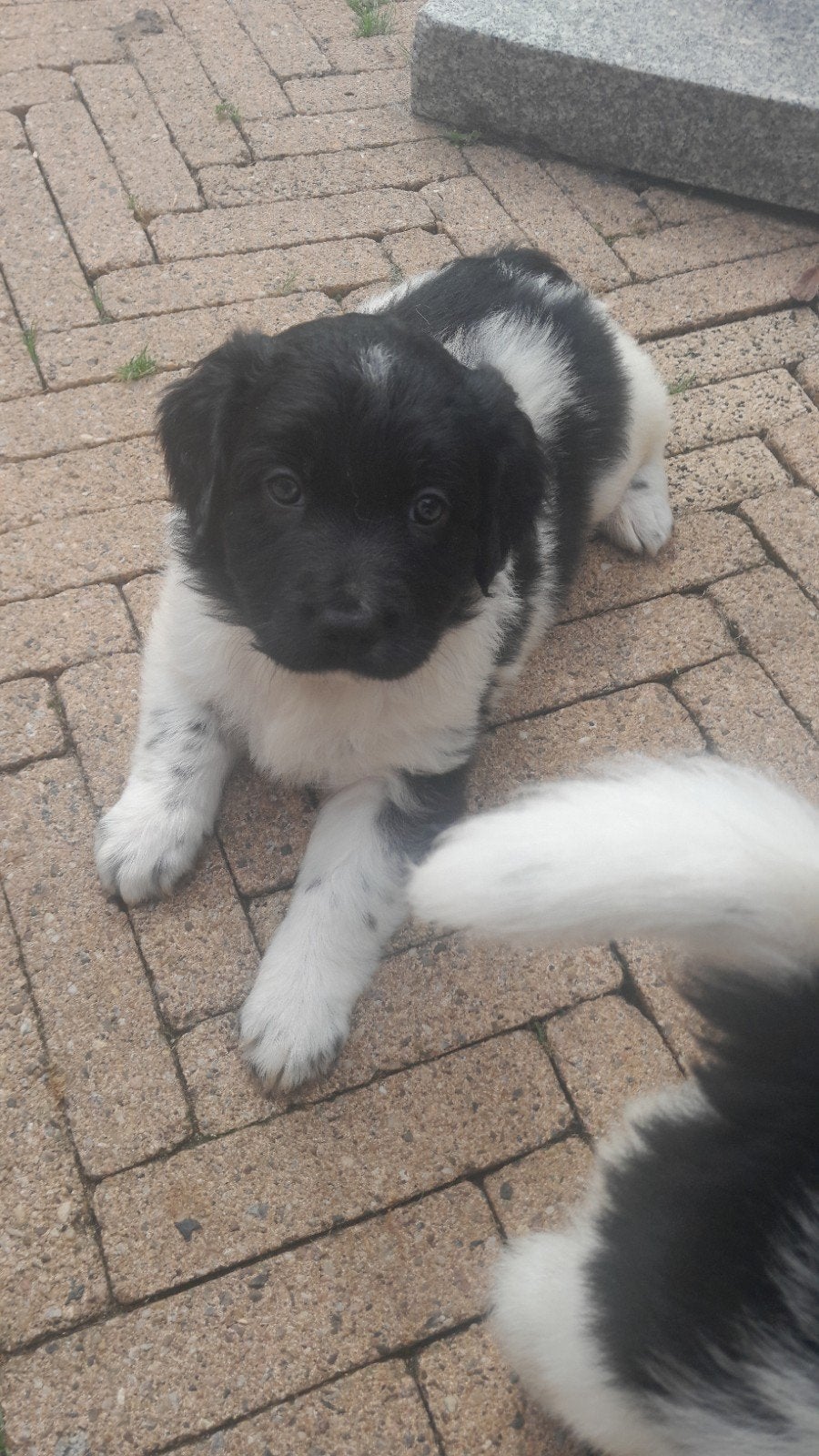 Friese stabij puppy reutjes, Dieren en Toebehoren, Honden | Niet-rashonden, Reu, 8 tot 15 weken, Eén hond, Middel
