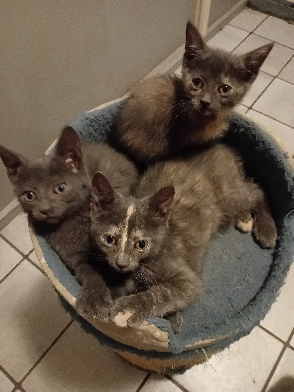 Muis grijze kittens, Dieren en Toebehoren, Katten en Kittens | Overige Katten, Meerdere dieren, Kortharig, 0 tot 2 jaar