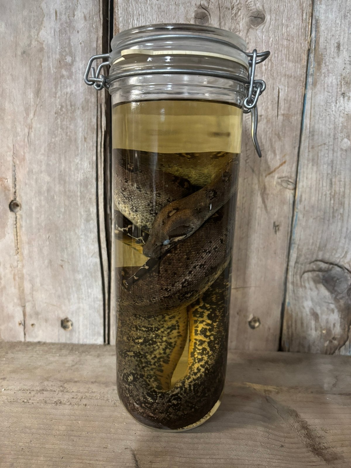 Sterkwater preparaat: Boa Imperator, Ophalen, Nieuw, Reptiel of Amfibie, Opgezet dier