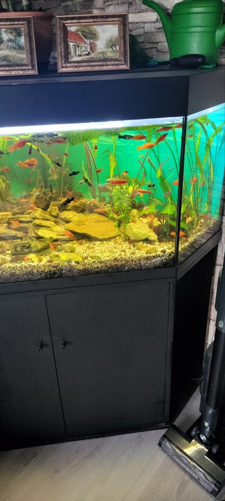 Hoekaquarium met alles erop en eraan.Persoonlijk ophalen, Ophalen of Verzenden