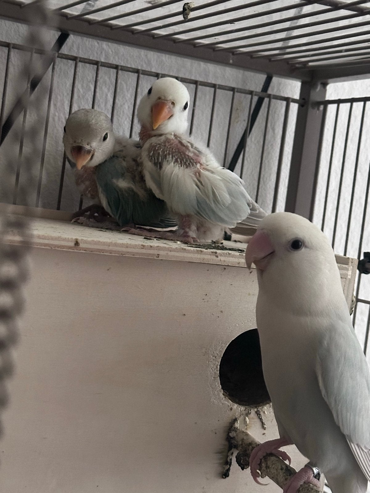 Agapornis Rosecollis, Geslacht onbekend