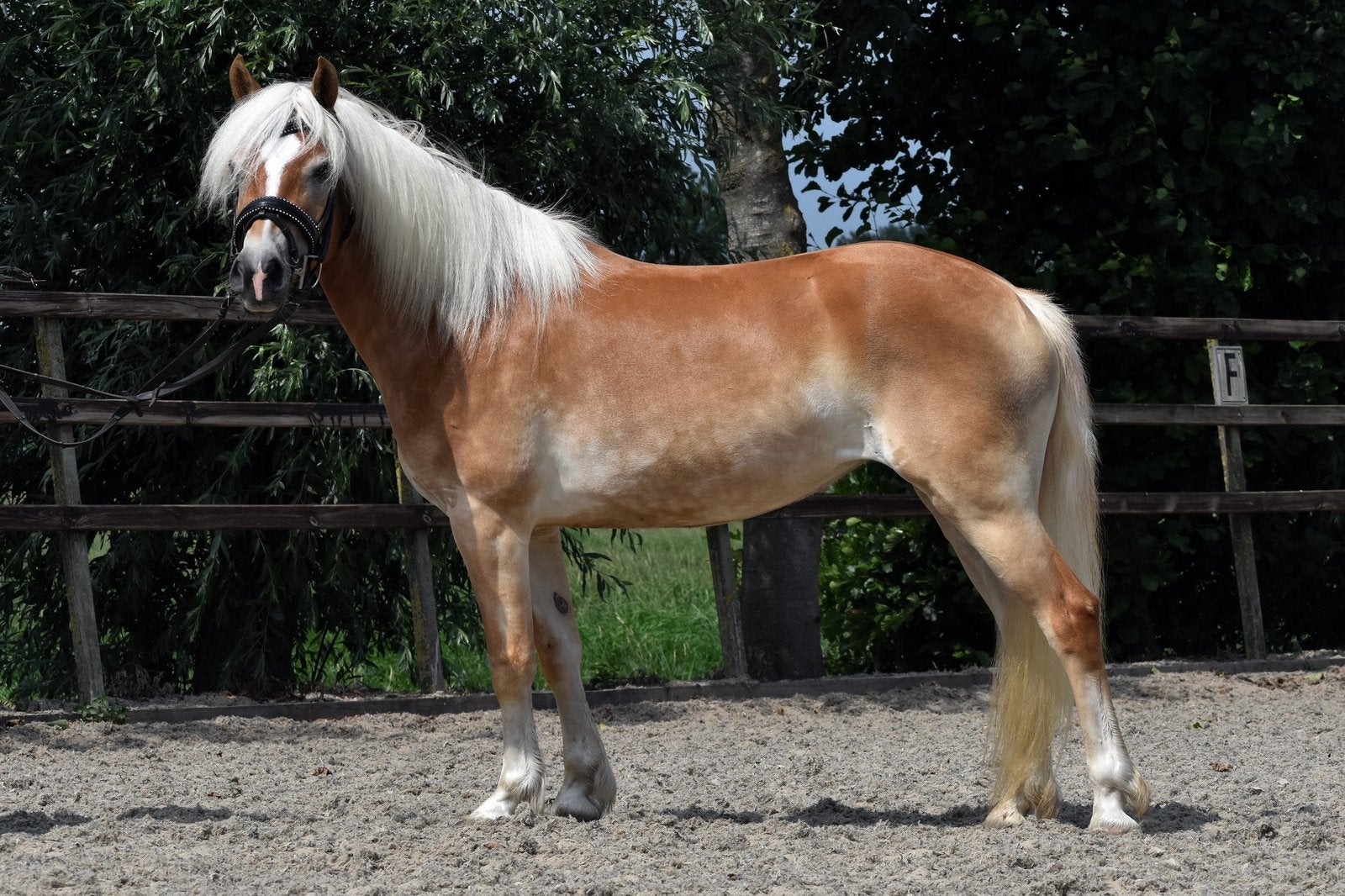 ** onwijs lieve en brave 6 jarige haflinger merrie **, Merrie, Zadelmak, 3 tot 6 jaar, Met stamboom