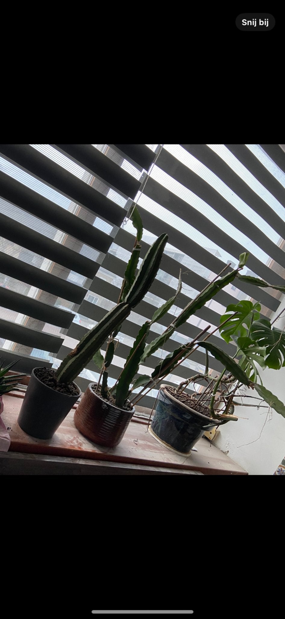 Grote Cactussen in Pot - Diverse Soorten, 100 tot 150 cm, Ophalen of Verzenden, In pot, Cactus