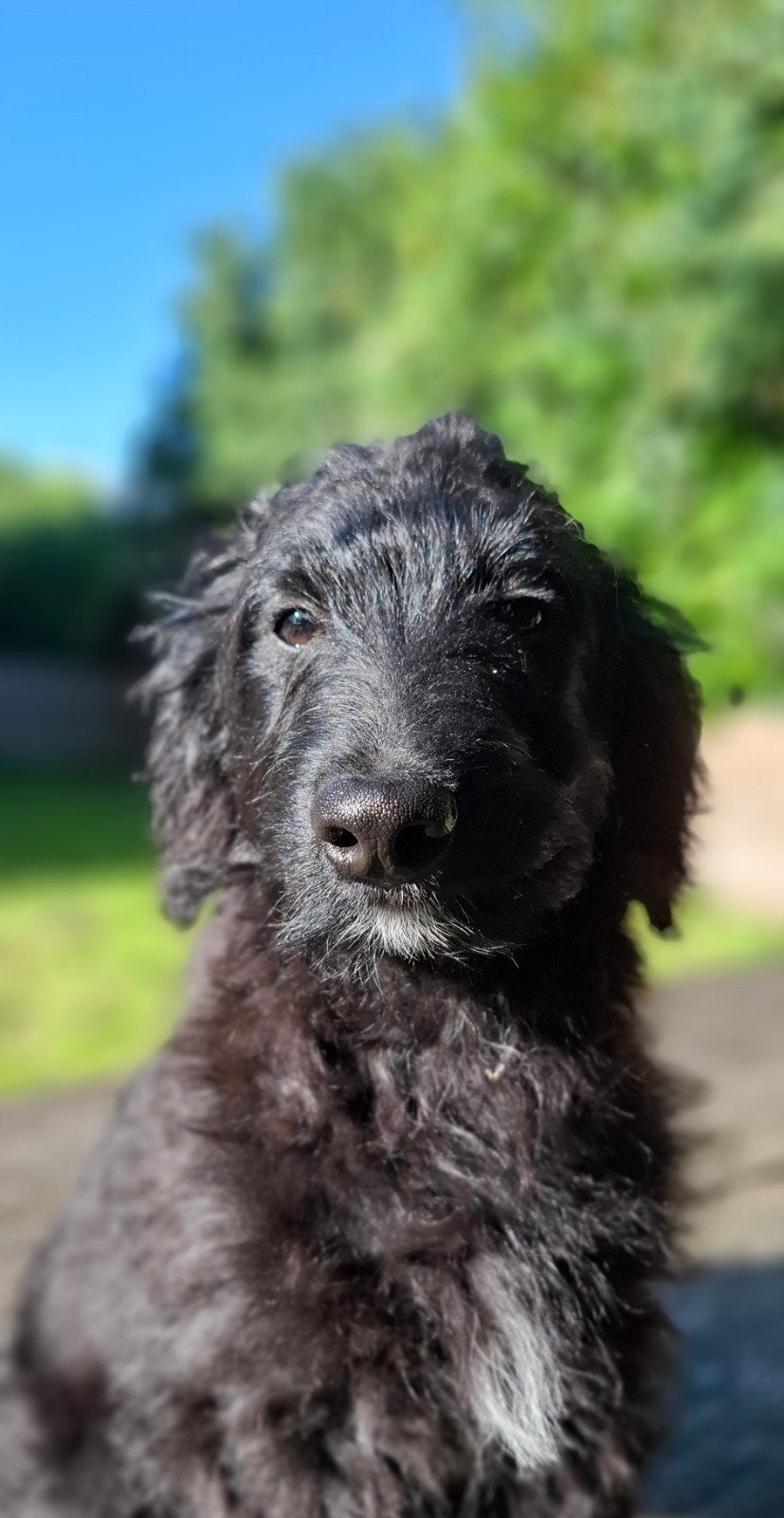 Leuke, super gezonde doodle pupjes (poedel x boerenfox), Dieren en Toebehoren, Parvo, 15 weken tot 1 jaar, Overige rassen, Teef