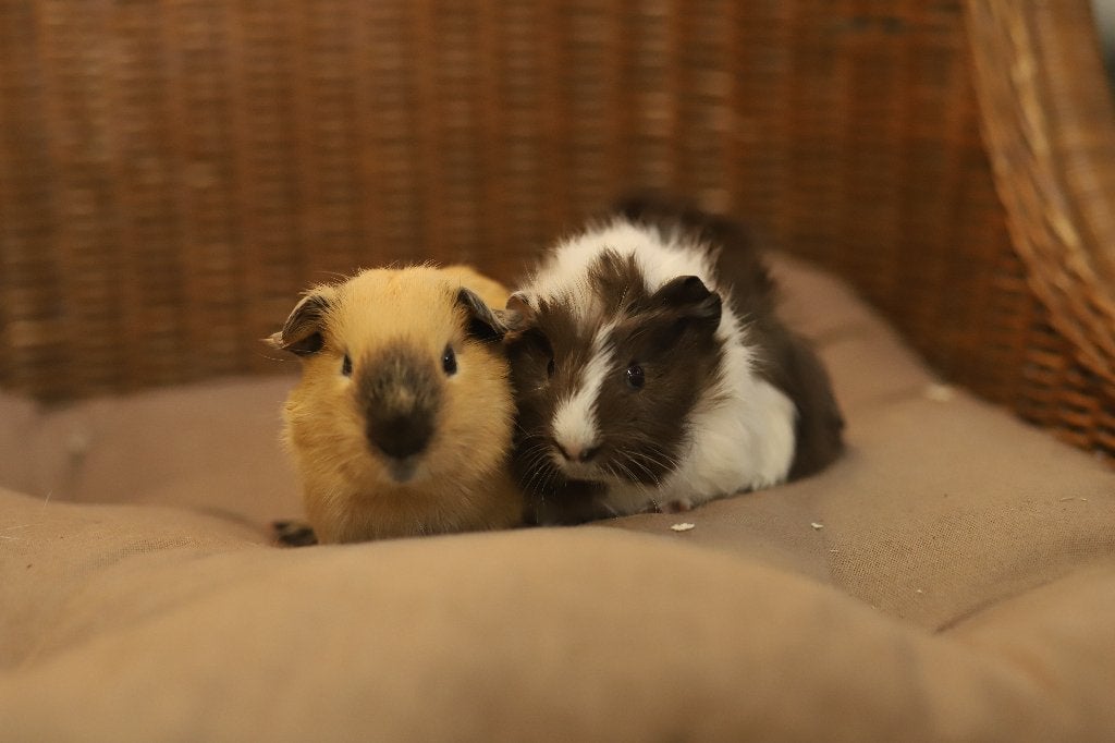 Cavia zeugjes | Jonge cavia's | Gezonde dieren