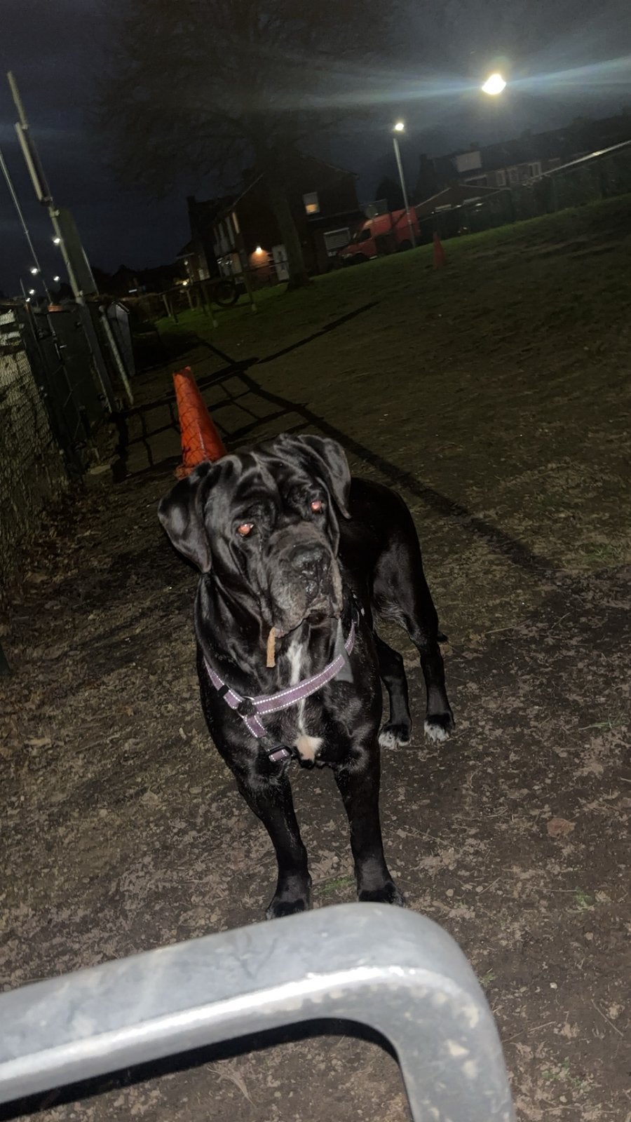 Hond, Dieren en Toebehoren, 6 jaar of ouder, Overige rassen, Teef, Parvo