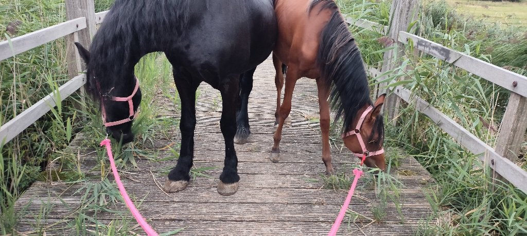 Stalling met uitloop gezocht voor mijn 2 e-pony's., Weidegang, 2 of 3 paarden of pony's