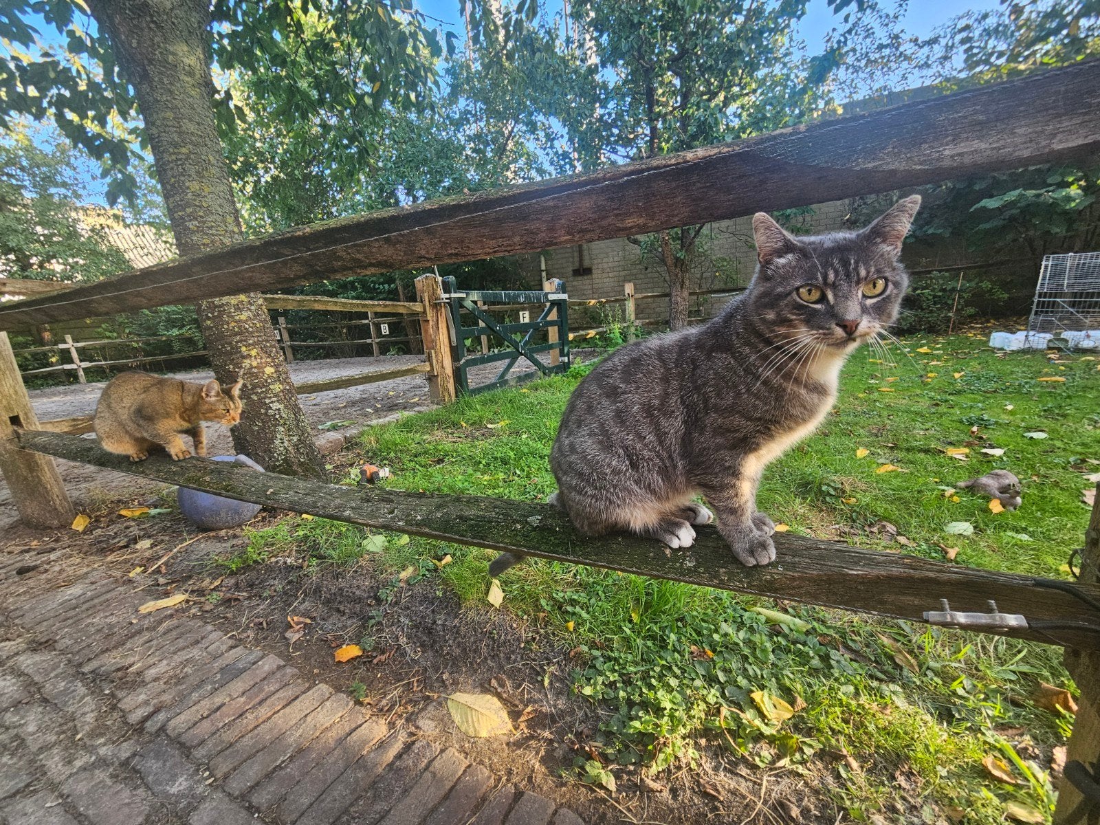 Gezocht/vermist: grijze gecastreerde kater, Kat