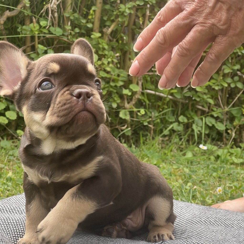Franse Bull pup, Dieren en Toebehoren, Reu, 8 tot 15 weken, Parvo, Bulldog