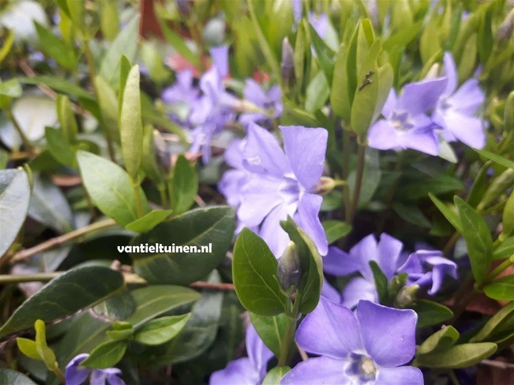 BVinca minor, of kleine blauwe maagdenpalm vanaf 1,20, Tuin en Terras, Ophalen, Overige soorten, Halfschaduw