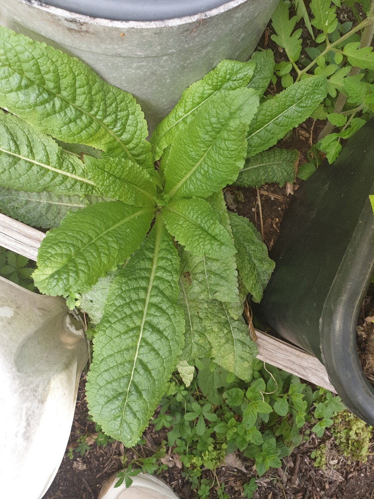 plant, Ophalen, Volle zon, Overige soorten, Minder dan 100 cm