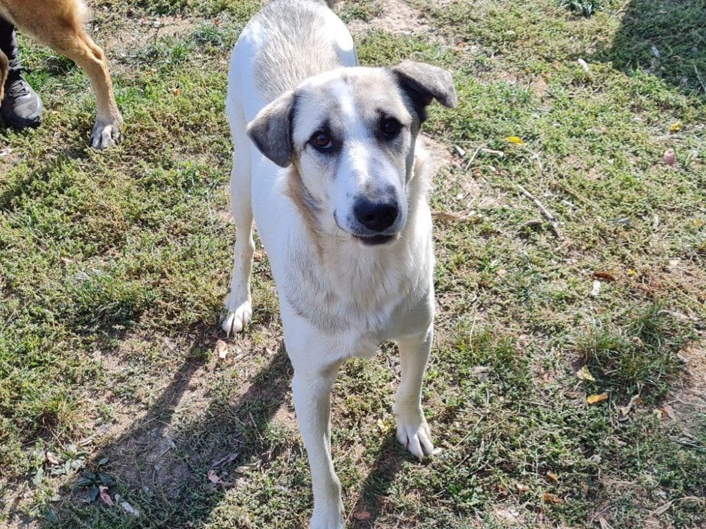 Baloo een lieve hond die al heel lang wacht op zijn baasje, Particulier, Reu, Buitenland, Parvo