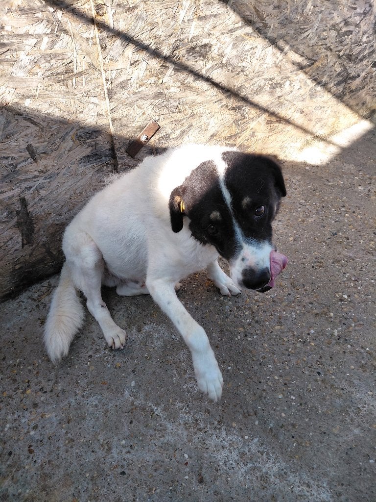 Lieve knuffel Harry ter adoptie!, Dieren en Toebehoren, Particulier, Reu, Buitenland, Groot