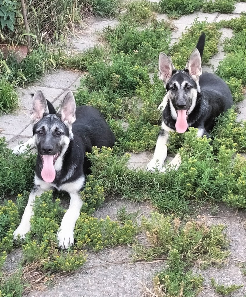 Oost Europese herder pups met stamboom, Dieren en Toebehoren, Honden | Herdershonden en Veedrijvers, Parvo, 8 tot 15 weken, Teef