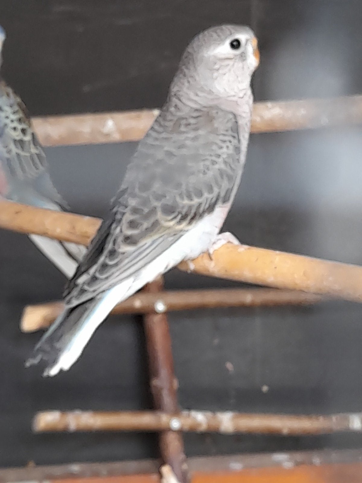 vogels, Meerdere dieren, Parkiet