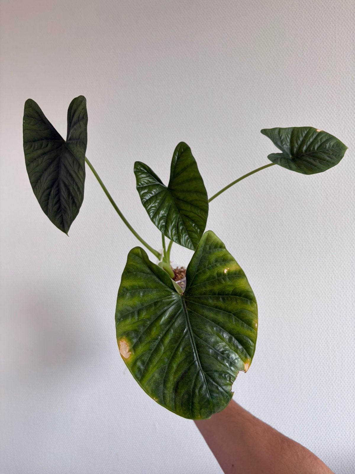 Alocasia Lukiwan, Ophalen, Overige soorten, Halfschaduw, In pot