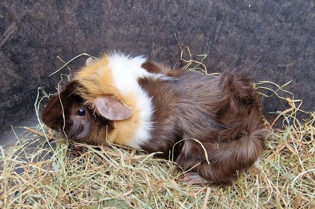 Cavia beertjes, Dieren en Toebehoren, Knaagdieren, Januari, Mannelijk, Cavia