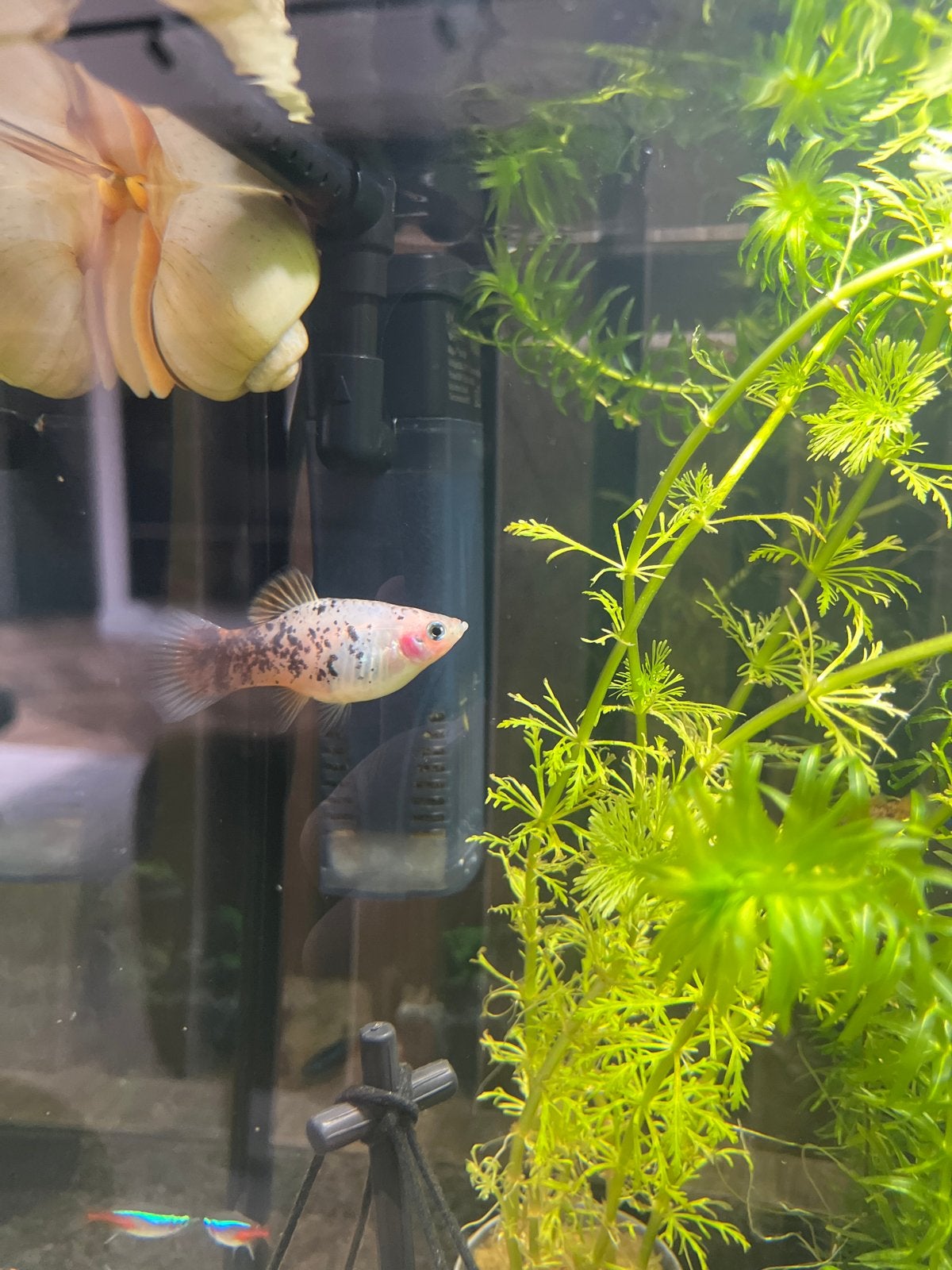 Baby Platy’s te koop!, Dieren en Toebehoren, Vis