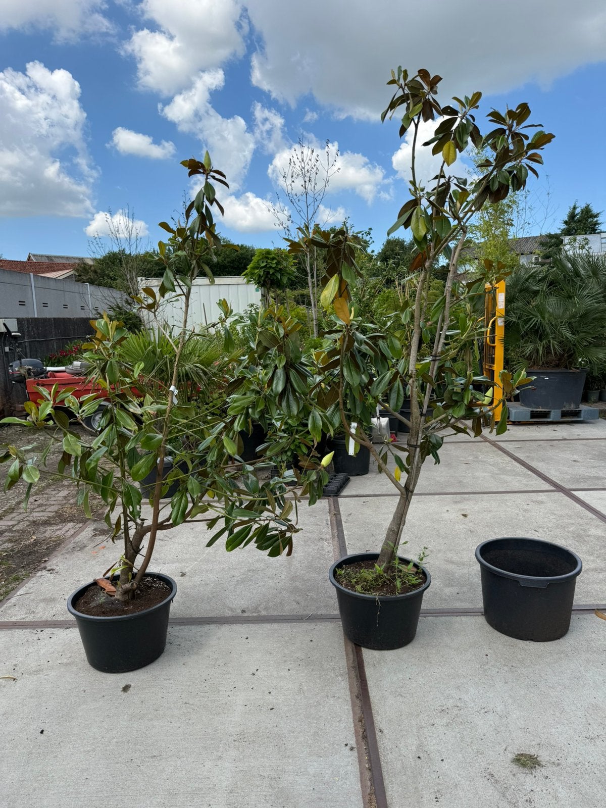Magnolia grandiflora de nantes grote struik 79,50, Ophalen, Overige soorten, Struik, 100 tot 250 cm