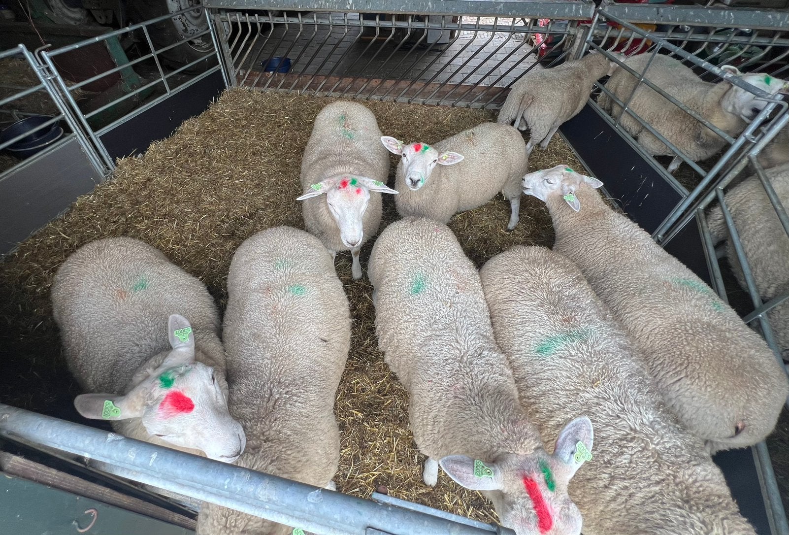 8 Swifter rammen, dekrammen, Dieren en Toebehoren, Schapen, Geiten en Varkens, Mannelijk, Schaap