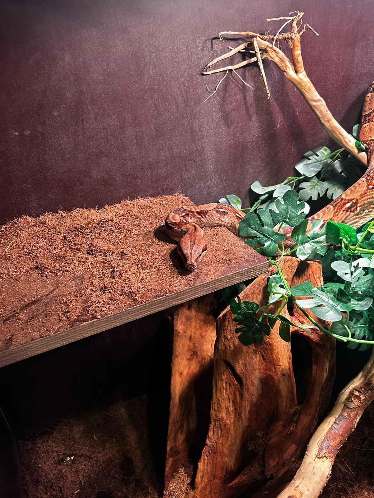Boa constrictor Boa Constrictor photo 3