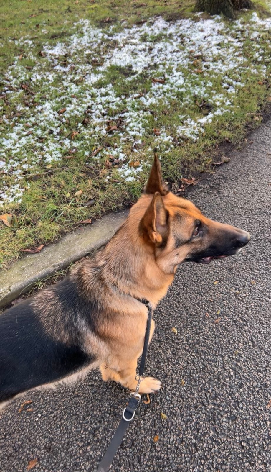 Zuivere ras Duitse Herder Reu Knuffelbeer zoekt Nieuw Thuis, Reu, Eén hond, 3 tot 5 jaar, Herder
