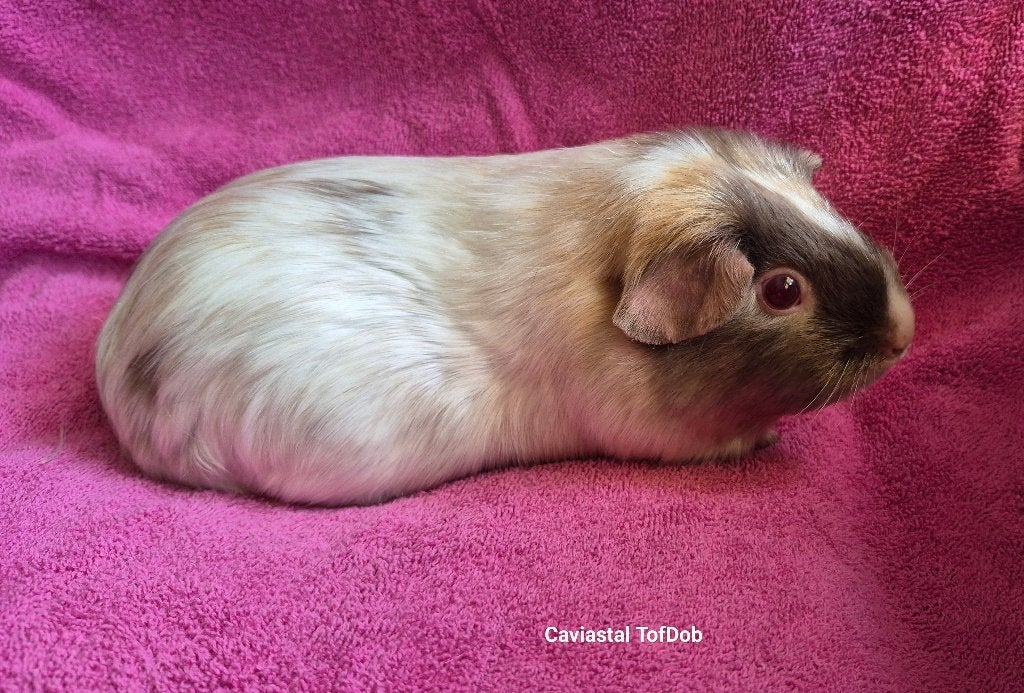nieuw dalmatiner koppel, Dieren en Toebehoren, Oktober, Meerdere dieren, Cavia