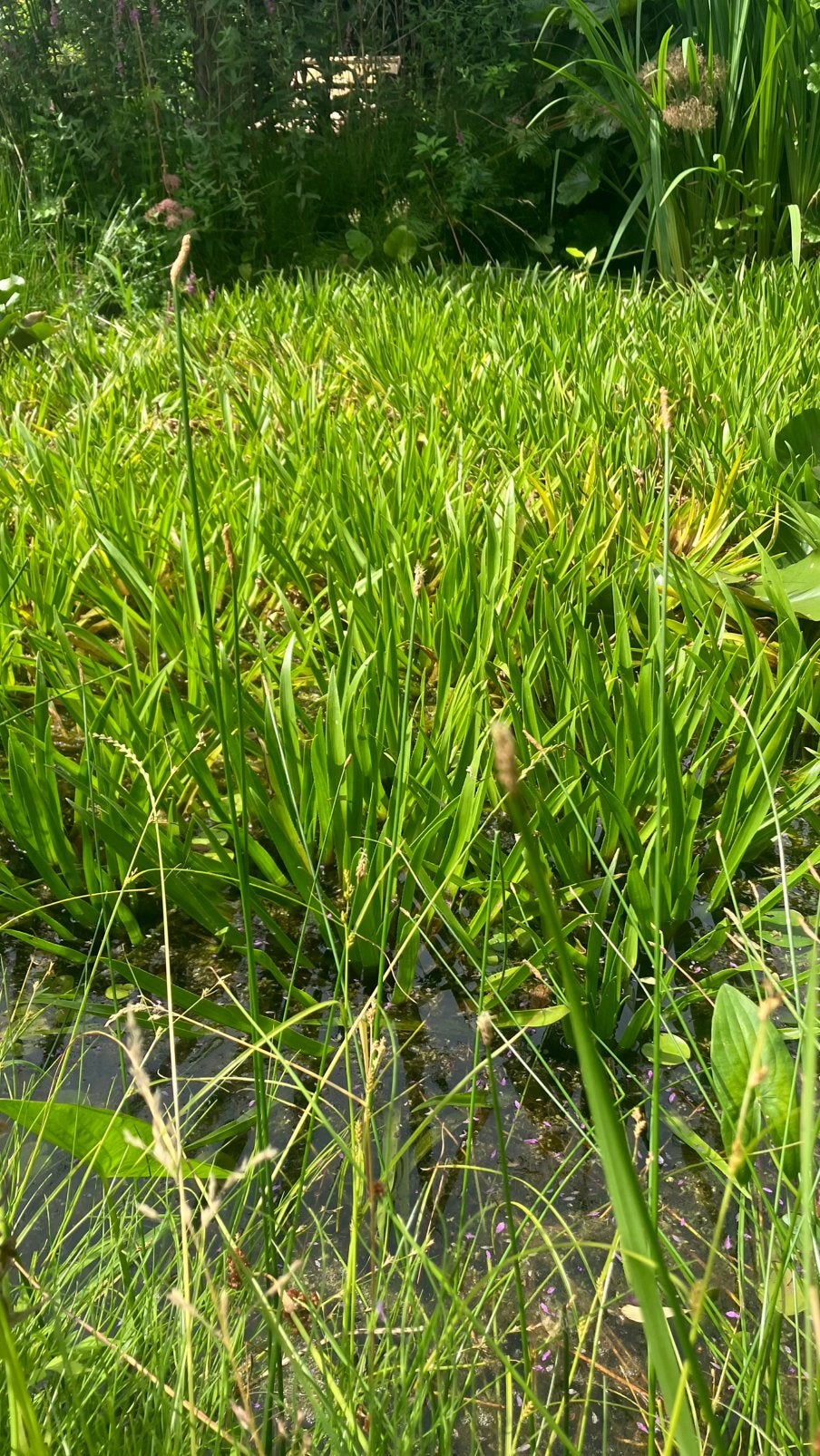 Krabbescheer, Tuin en Terras, Planten | Tuinplanten, Ophalen, Vaste plant, Vijverplanten, Volle zon