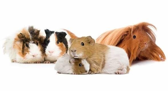 GEZOCHT! 2 cavia zeugjes, Vrouwelijk, Tam, Maart, Cavia