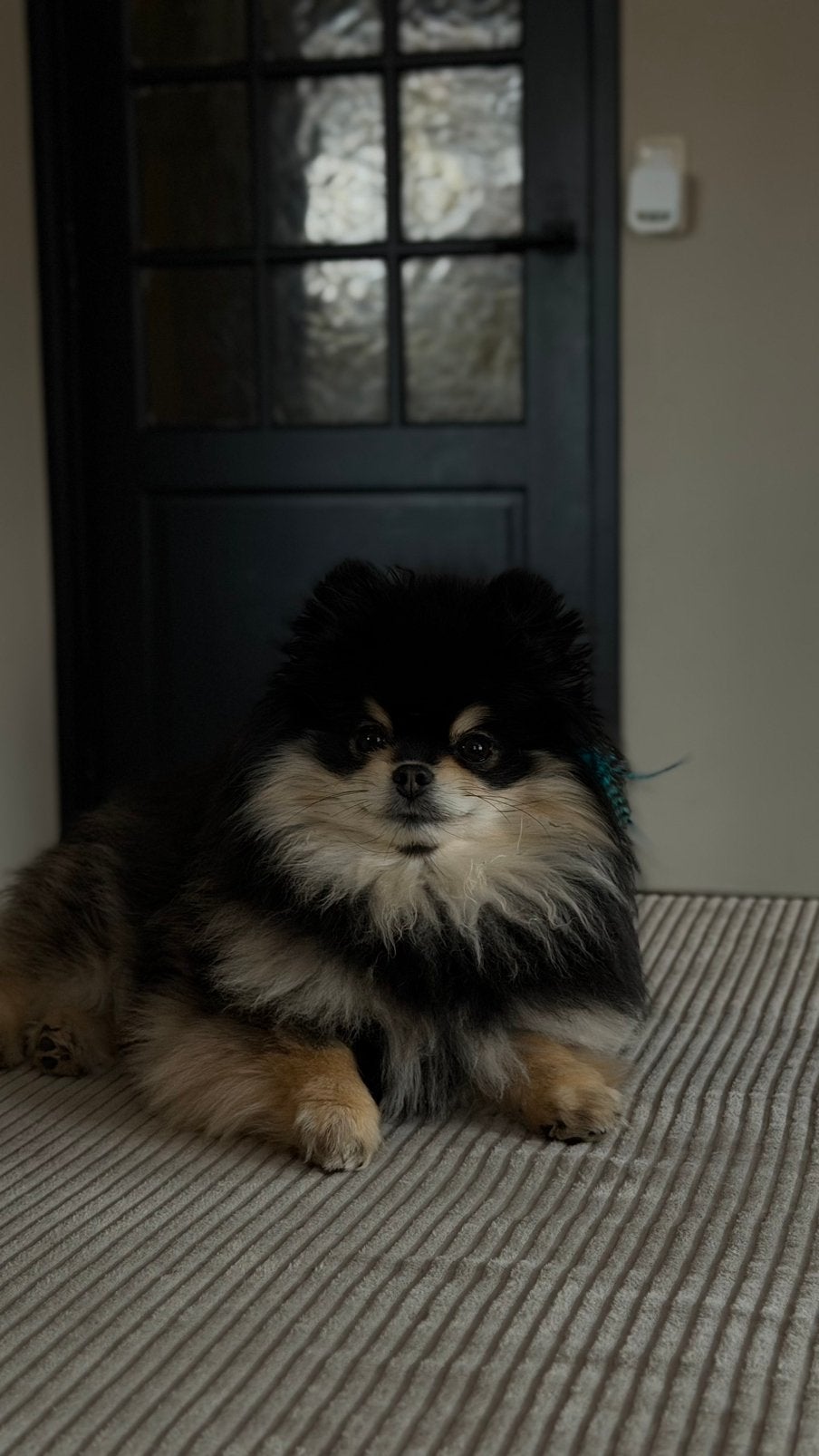 Black and Tan Pomeriaan DEKREU, Dieren en Toebehoren, Reu, Eén hond, 3 tot 5 jaar, Nederland