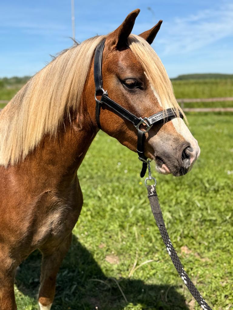 4 jarige welsh C merrie, Dieren en Toebehoren, Merrie, Met stamboom, Dressuurpony, 3 tot 6 jaar