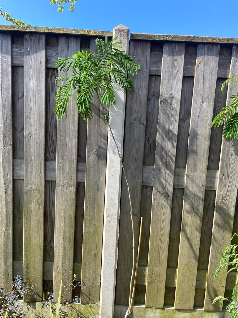 Albizia julibrissin 'Rosea' - Roze Slaapboom, Overige soorten, Volle zon, Vaste plant, Ophalen of Verzenden