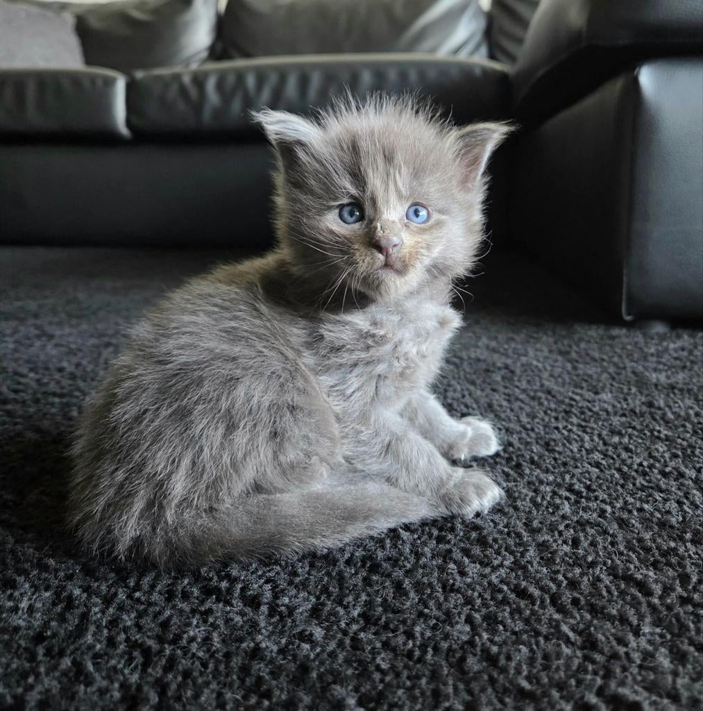 Maine coon poesjes, Dieren en Toebehoren, Poes, Gechipt, 0 tot 2 jaar
