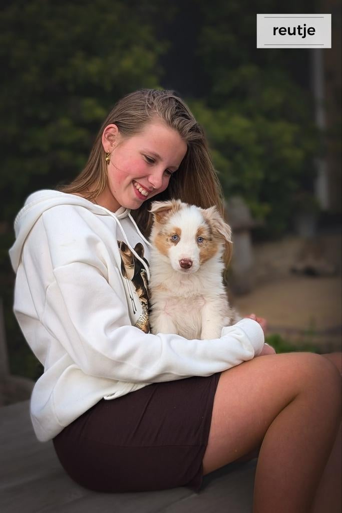 Raszuivere Australian Shepherd pups zoeken baasjes, Parvo, Overige rassen, 8 tot 15 weken, Meerdere