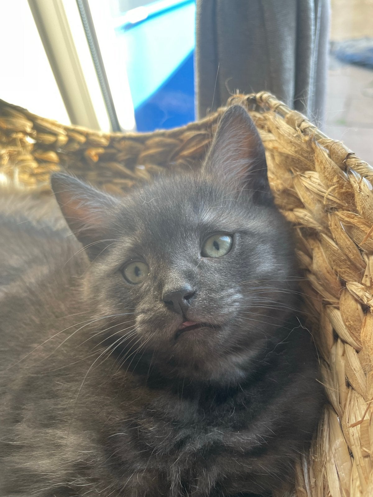 Mooie kitten, Kater, Kortharig, 0 tot 2 jaar