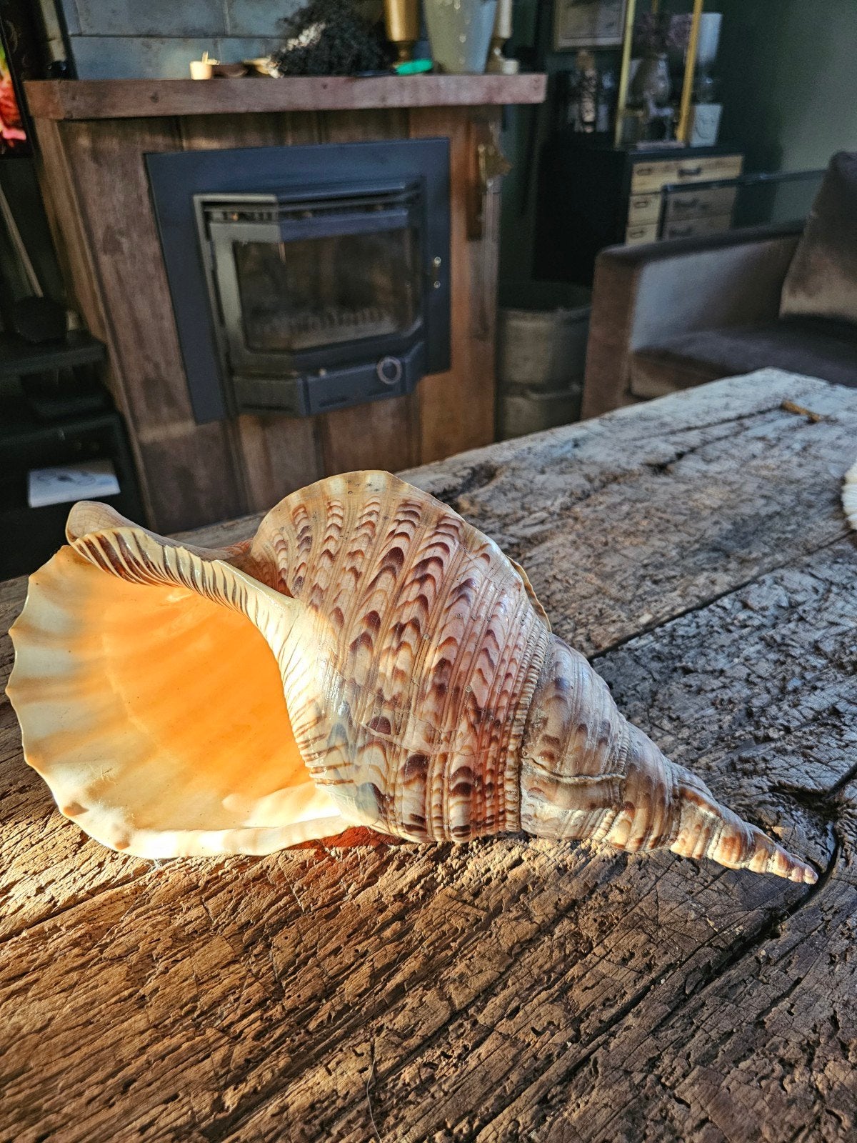 Charonia Tritonis 42 cm. Hoorn van Triton, Ophalen of Verzenden, Zo goed als nieuw