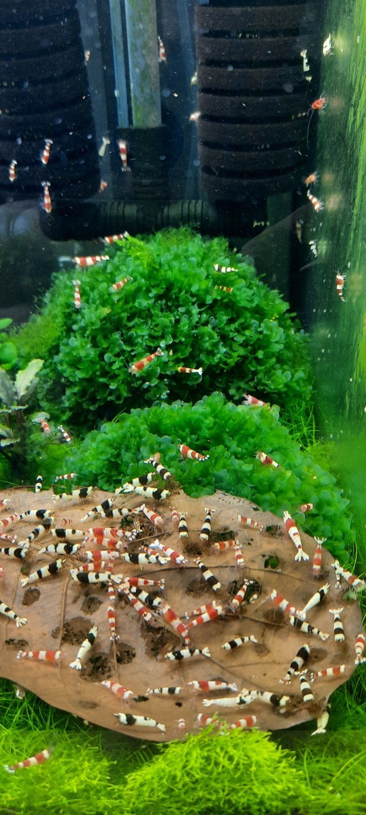 cristal red en black garnalen, Dieren en Toebehoren