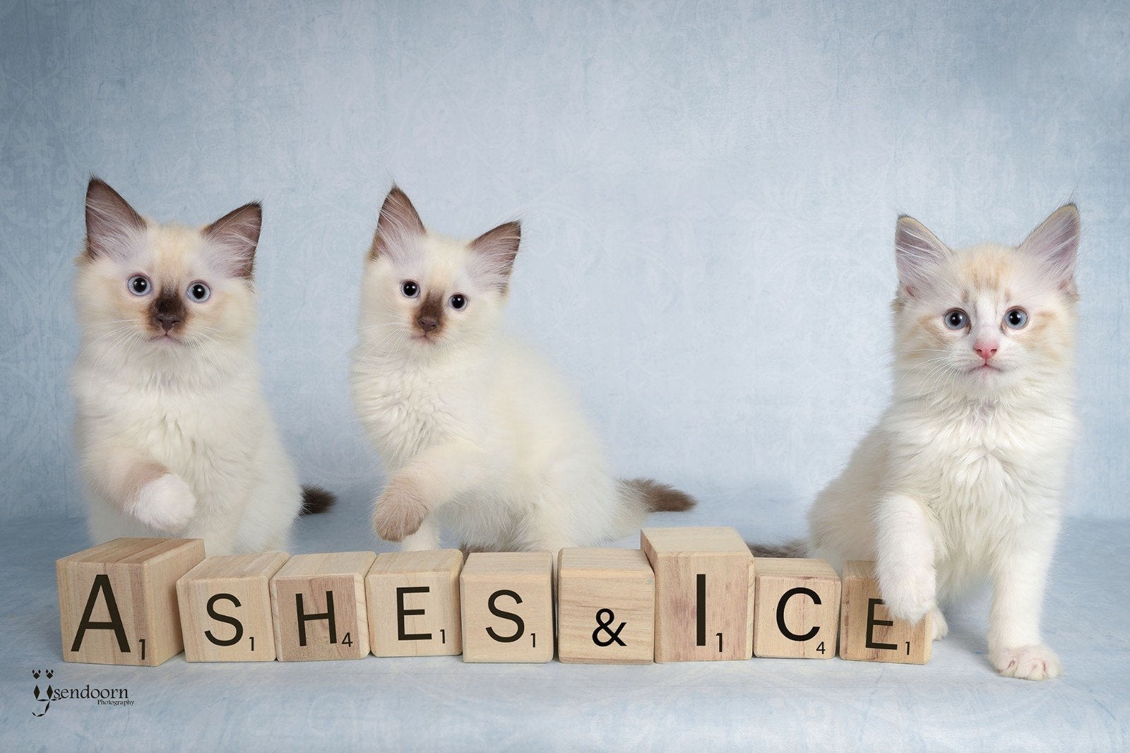 Ragdoll kittens met stamboom, Kater, Met stamboom, 0 tot 2 jaar