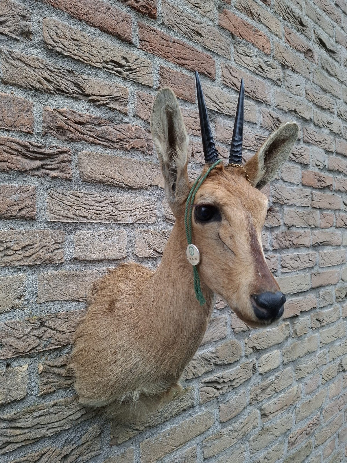 opgezette kop duiker taxidermy jacht afrika hert gewei hoorn, Verzamelen, Ophalen, Wild dier, Gewei of Kop