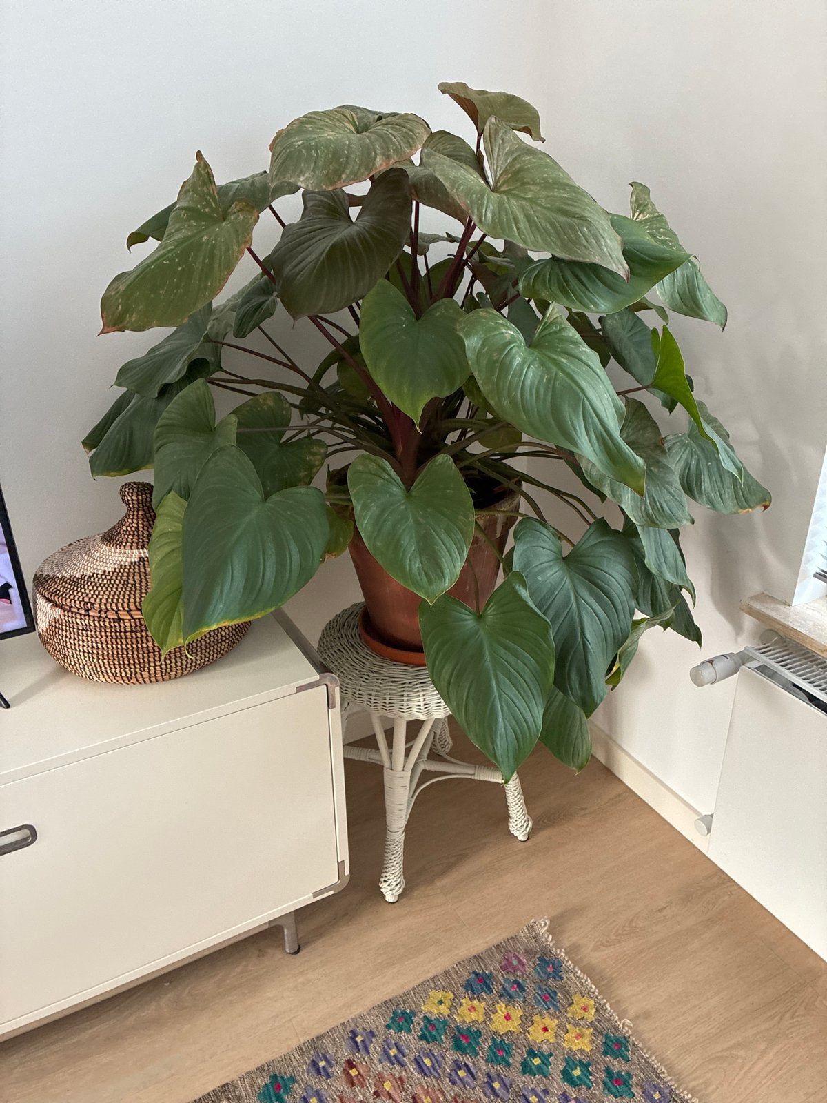 Grote homalomena weelderige kamerplant in pot, Huis en Inrichting, Ophalen, 100 tot 150 cm, Overige soorten, Halfschaduw