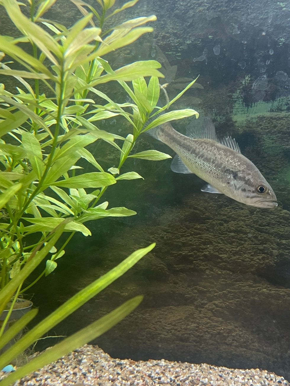 Forelbaars / blackbass, Dieren en Toebehoren, Vissen | Vijvervissen, Overige soorten