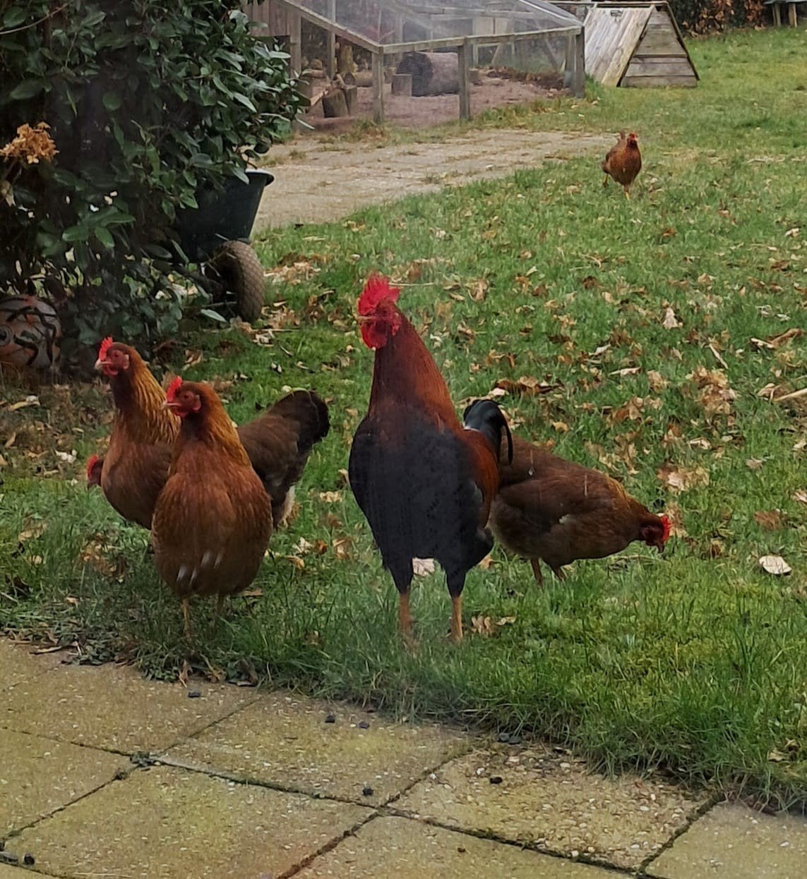 Welsumer kriel kip, Dieren en Toebehoren, Pluimvee, Kip