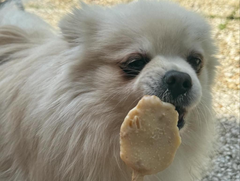 Pomeriaan, Dieren en Toebehoren, Keeshond, Reu, Eén hond, 3 tot 5 jaar