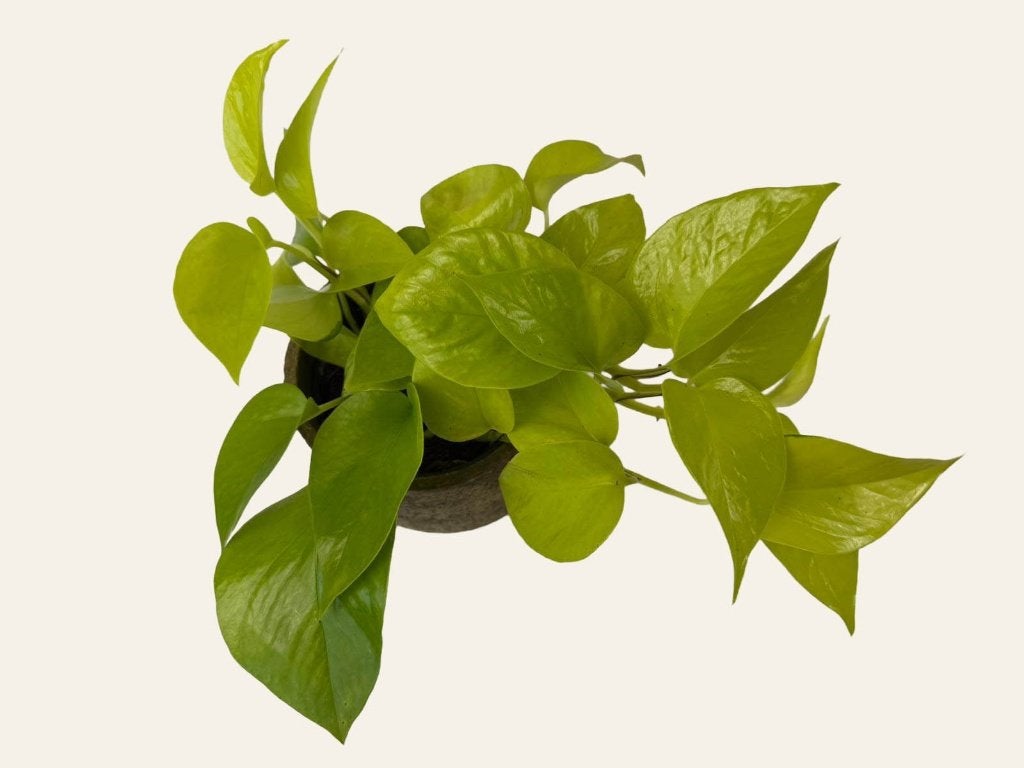 Epipremnum Golden Pothos p12, Huis en Inrichting, Kamerplanten, Ophalen of Verzenden, Halfschaduw, Minder dan 100 cm