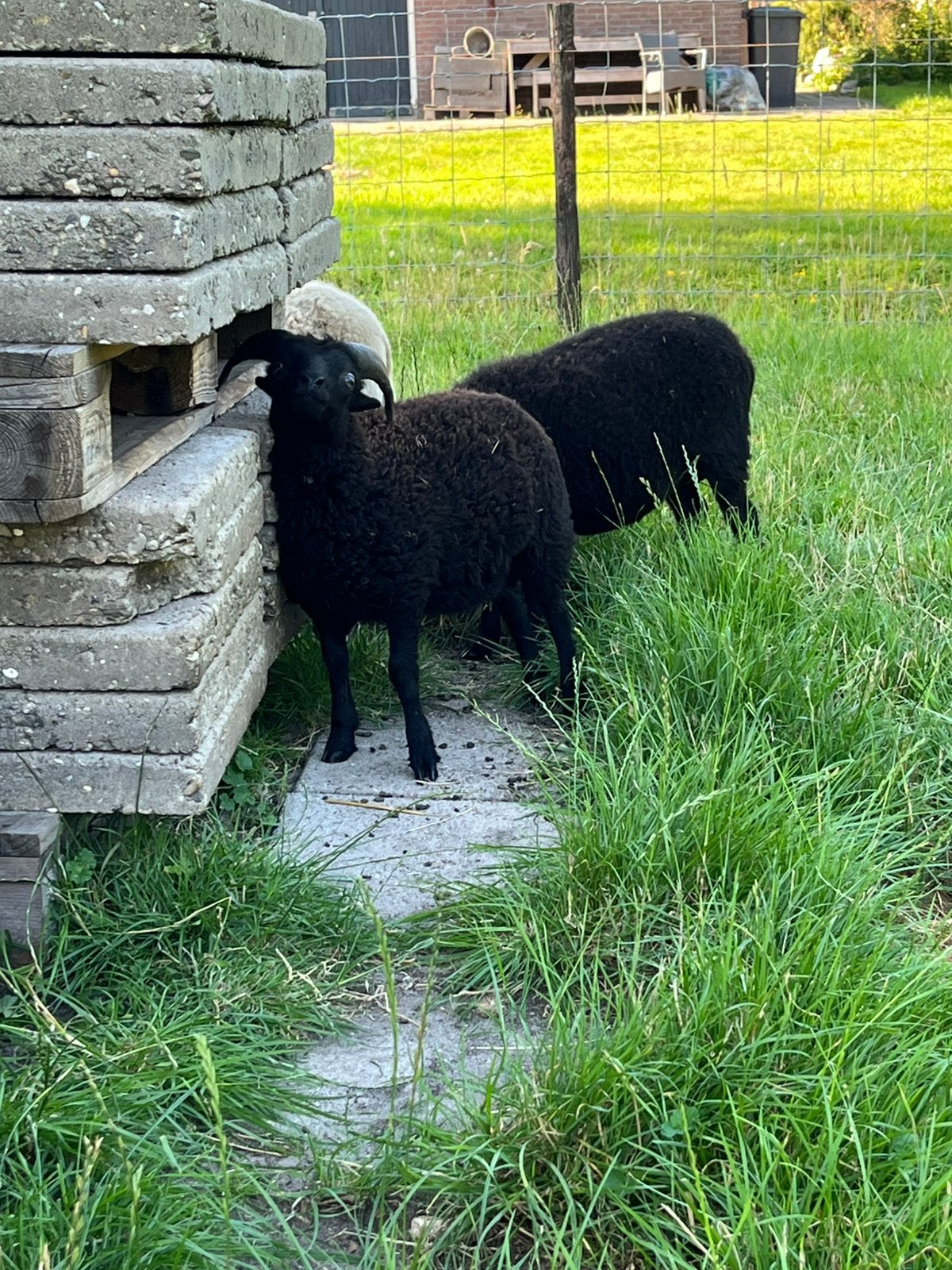 Prachtige zwarte Ouessant ram, Dieren en Toebehoren, Mannelijk, Schaap