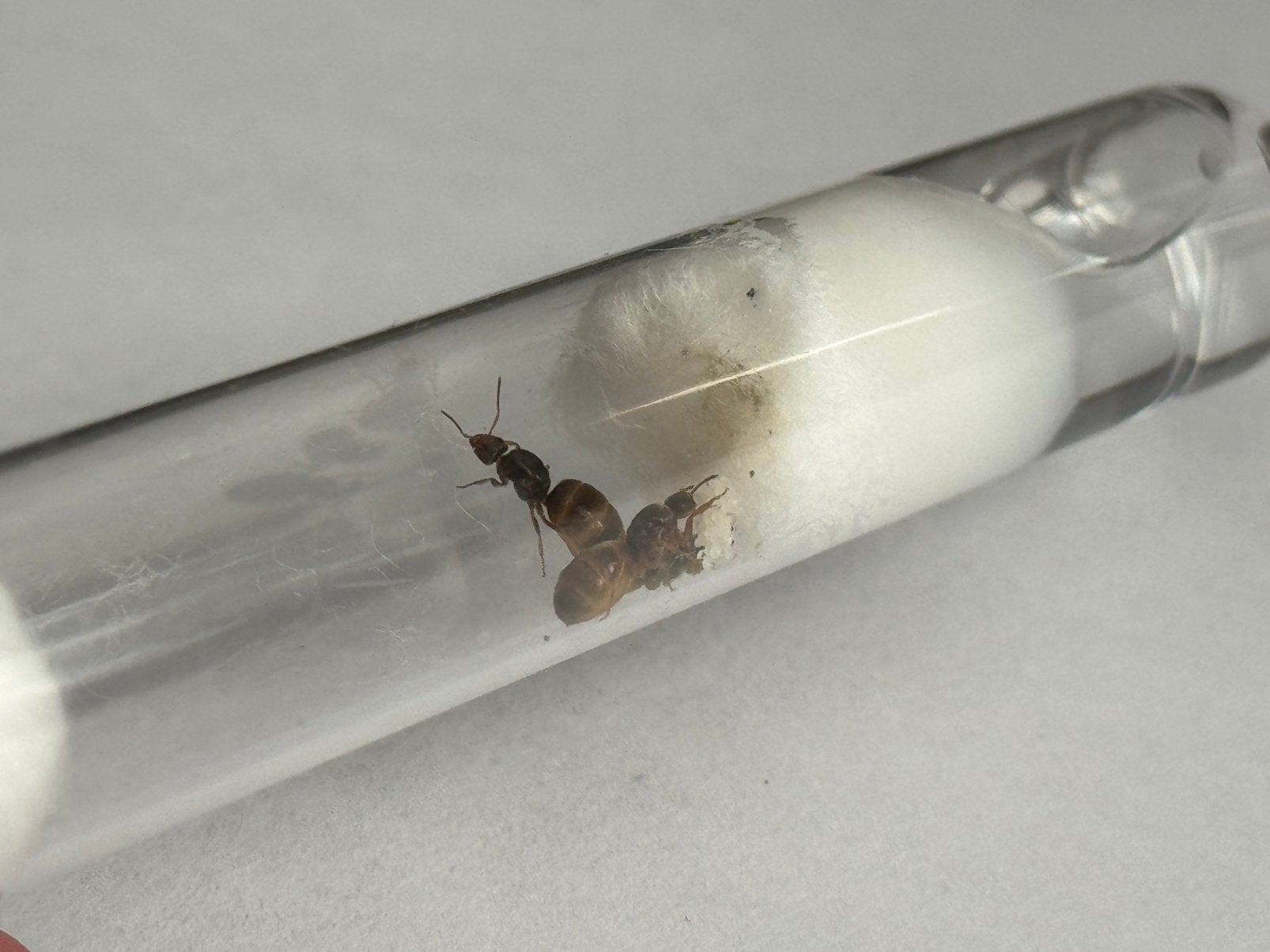 3Q Lasius flavus | + broed, Dieren en Toebehoren, Insecten en Spinnen, Mieren