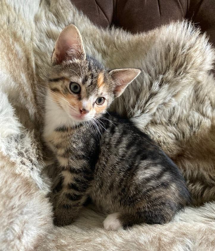 Lief cypers/lapjes poesje, Dieren en Toebehoren, Katten en Kittens | Overige Katten, Meerdere dieren, Kortharig, 0 tot 2 jaar