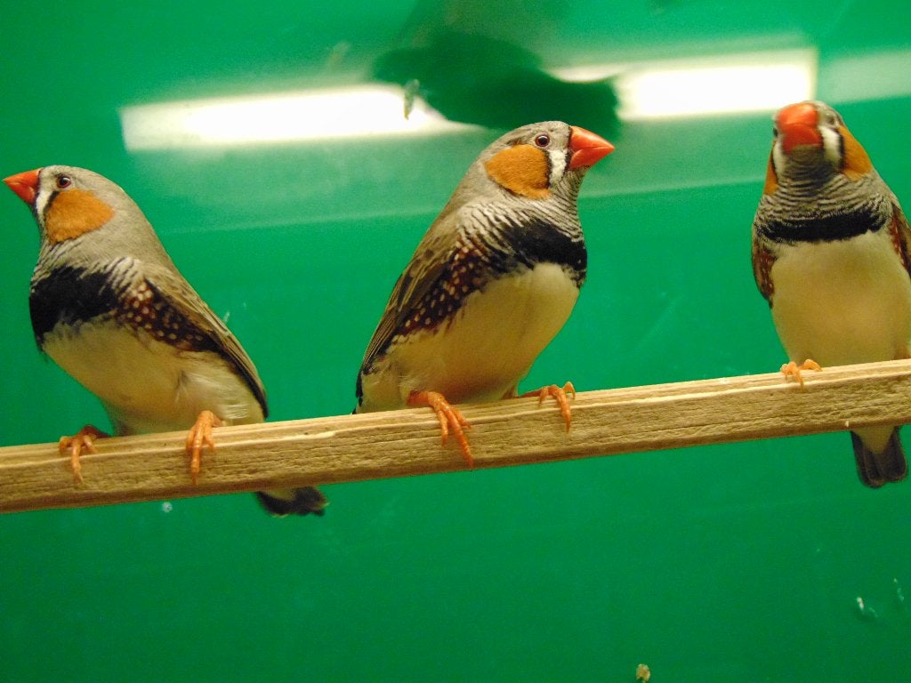 Zebravinken in Assen., Meerdere dieren, Tropenvogel
