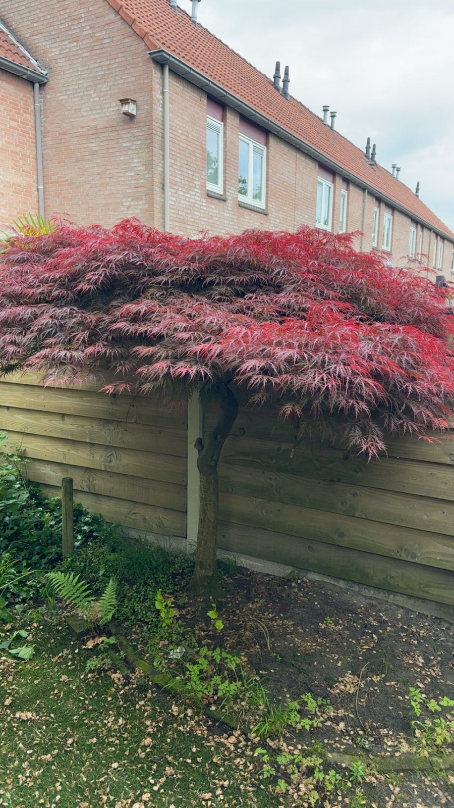 Prachtige Japanse Esdoorn (Acer Palmatum Dissectum), Tuin en Terras, In pot, Bloeit niet, Halfschaduw, 100 tot 250 cm